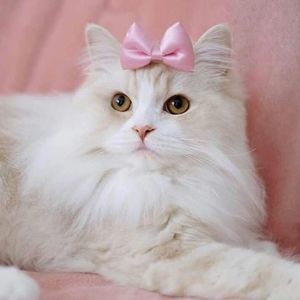 Meet your Posher, Ash